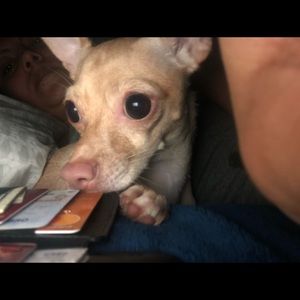 Meet your Posher, Janie